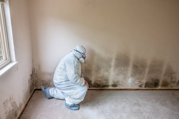 Best Residential Mold Removal  in Boling, TX